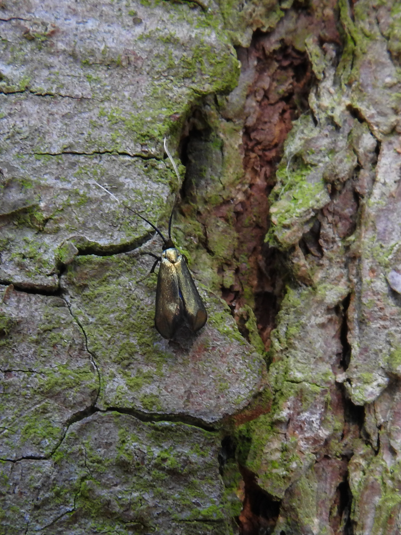 Welke tor of kever is dit?